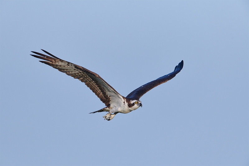 Osprey-in-level-flight-_BUP7127--Indian-Lake-Estates-FL-1