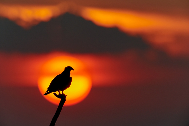 Osprey-in-sun-ball-_BUP8872-Indian-Lake-Estates-FL-1