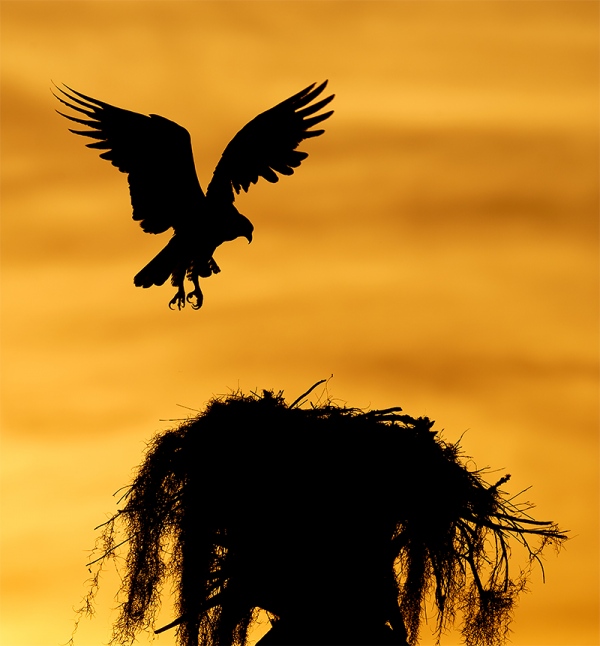 Osprey-landing-at-natural-nest-silhouette-LIGHTER-_7R47165-Indian-Lake-Estates-FL-1