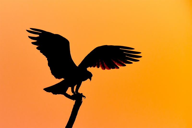 Osprey-landing-sunset-silhouette-_BUP8595--Indian-Lake-Estates-FL-1