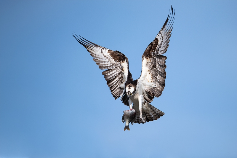Osprey-landing-with-half-eaten-fish-for-young-_MAI0712-Indian-Lake-Estates-FL