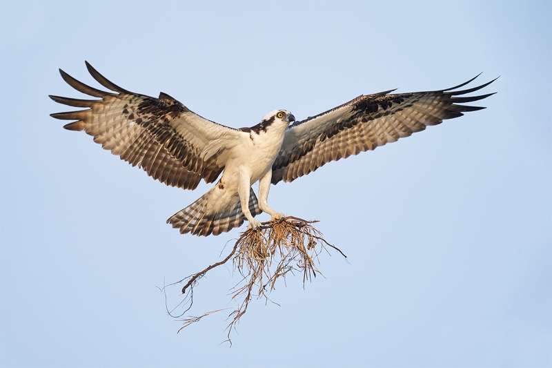 Osprey-landing-with-nesting-material-_A925141-Indian-Lake-Estates-FL-2