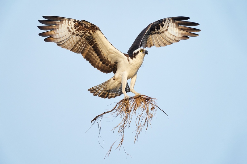 Osprey-landing-with-nesting-material-_A925143-Indian-Lake-Estates-FL-1