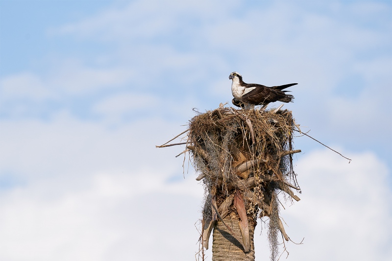 Osprey-on-nest-_A9B8037-Indian-Lake-Estates-FL-1