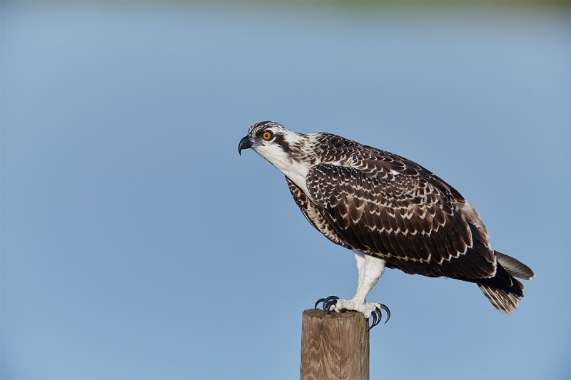 Osprey-on-perch-_BUP9521-Indian-Lake-Estates-FL-1