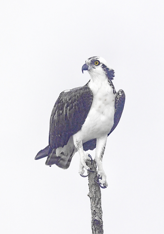 Osprey-on-perch-in-fog-_W5A0156--Indian-Lake-Estates,-FL