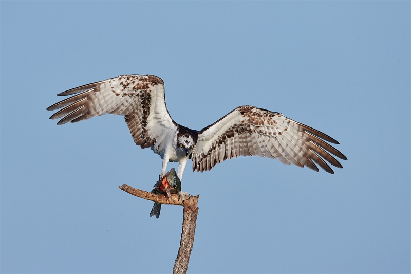 Osprey-on-perch-with-prey-_BUP7178--Indian-Lake-Estates-FL-1
