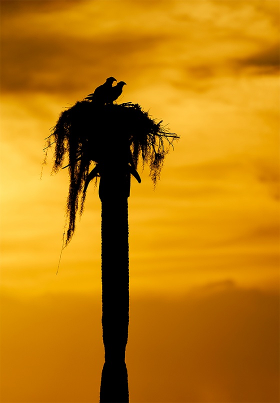 Osprey-pair-on-natural-nest-LIGHTER-_A9B7087-Indian-Lake-Estates-FL-1