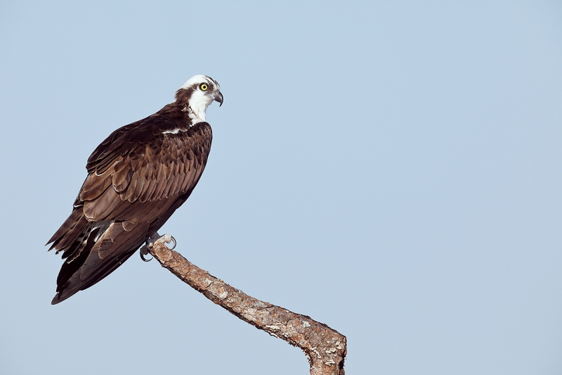 Osprey-perched-adult-_W5A8261--Indian-Lake-Estates,-FL