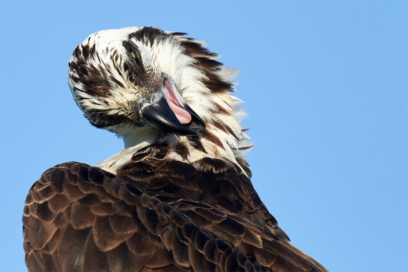 Osprey-preening-head-crop-_7R44090-Indian-Lake-Estates-FL-1