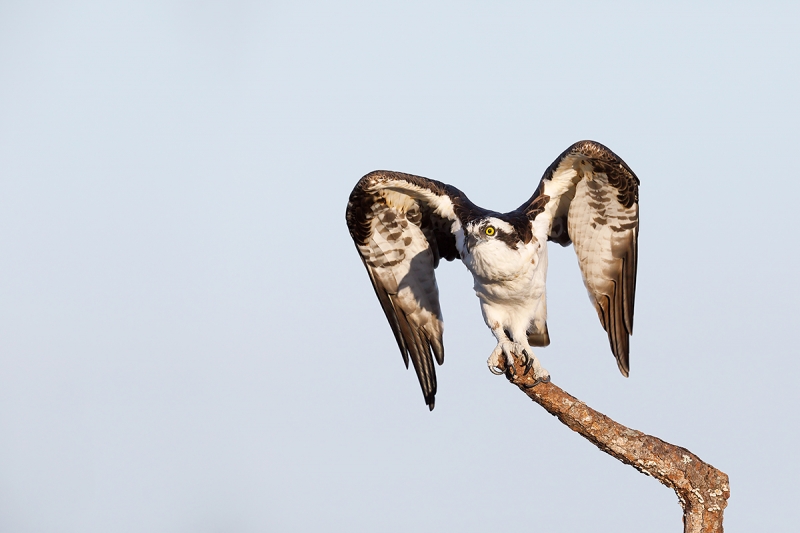 Osprey-ready-for-take-off-_W5A9535--Indian-Lake-Estates,-FL