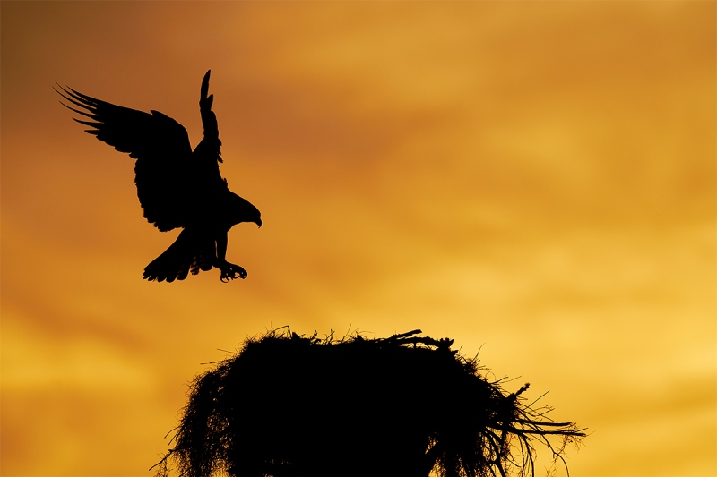 Osprey-returning-to-nest-at-sunset-LIGHTER-_7R47172-Indian-Lake-Estates-FL-1