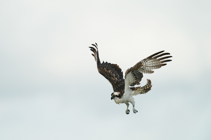 Osprey-shaking-out-feathers-in-flight-_DSC7826-Sebastian-Inlet-FL-1