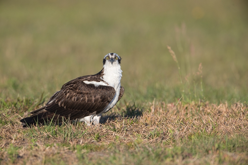 Osprey-staring-_DSC3085--Indian-Lake-Esates,-FL