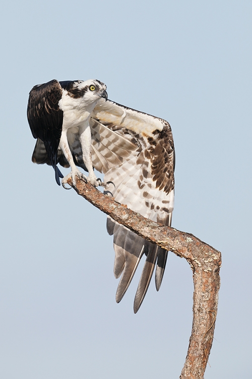 Osprey-wing-stretch-_W5A5020--Indian-Lake-Estates,-FL