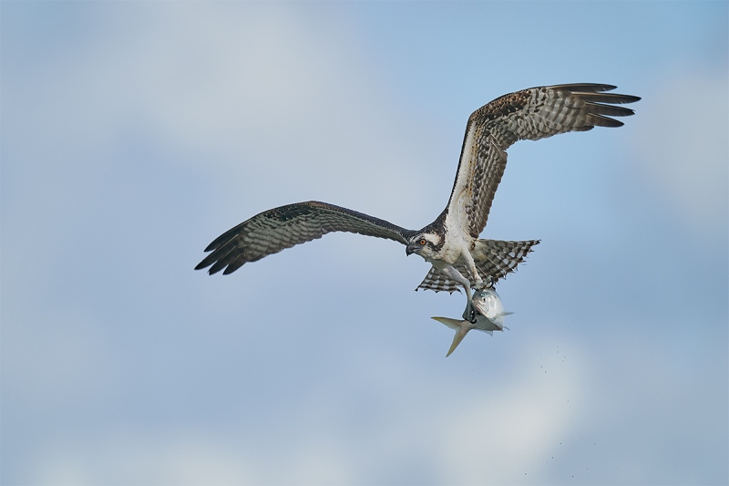 Osprey-wings-up-with-menhaden-_DSC7750-Sebastian-Inlet-FL-1