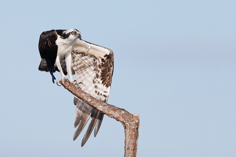 Osprey-wingstretch-_V6A8070Indian-Lake-EState