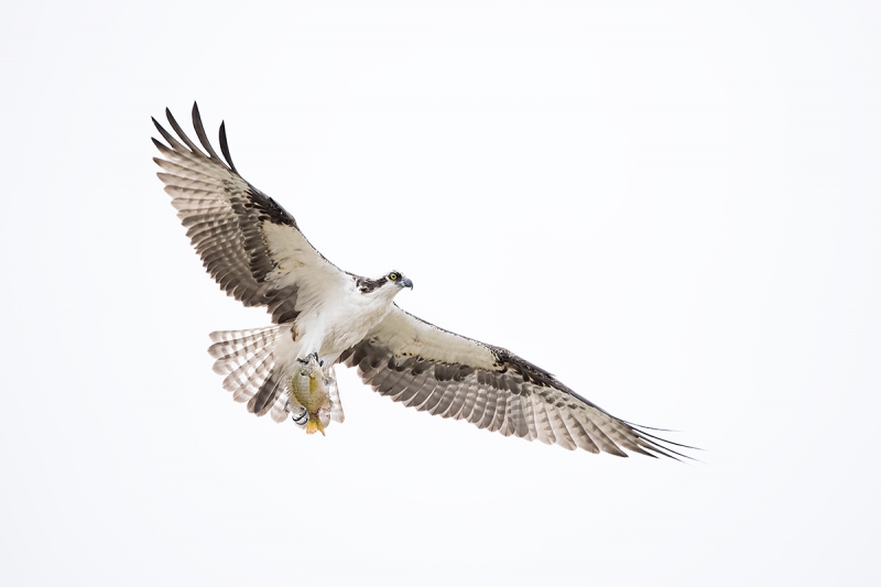 Osprey-with-bream-_DSC1348