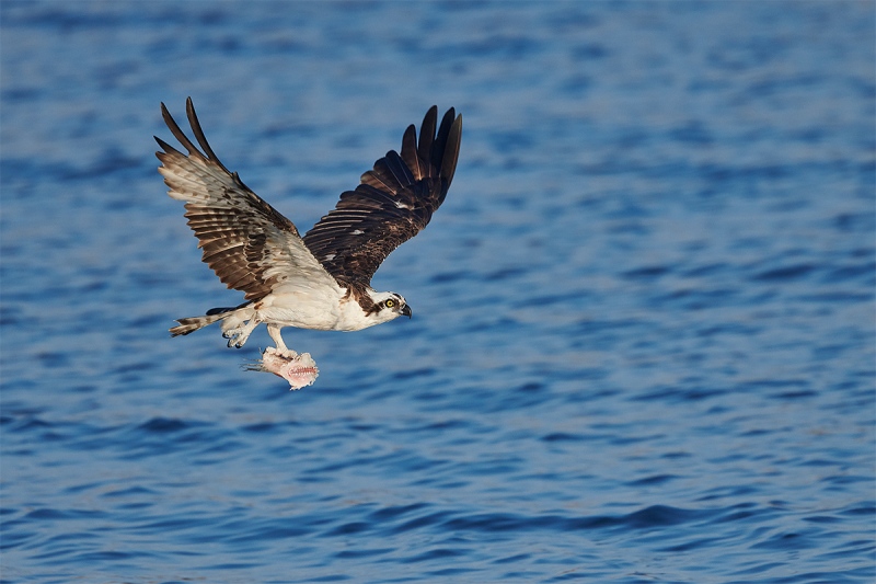 Osprey-with-half-eaten-fish-_BUP2078-Indian-Lake-Estates-FL