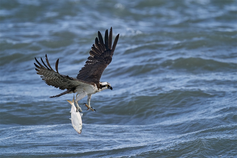 Osprey-with-menhaden-_DSC7680-Sebastian-Inlet-FL-1