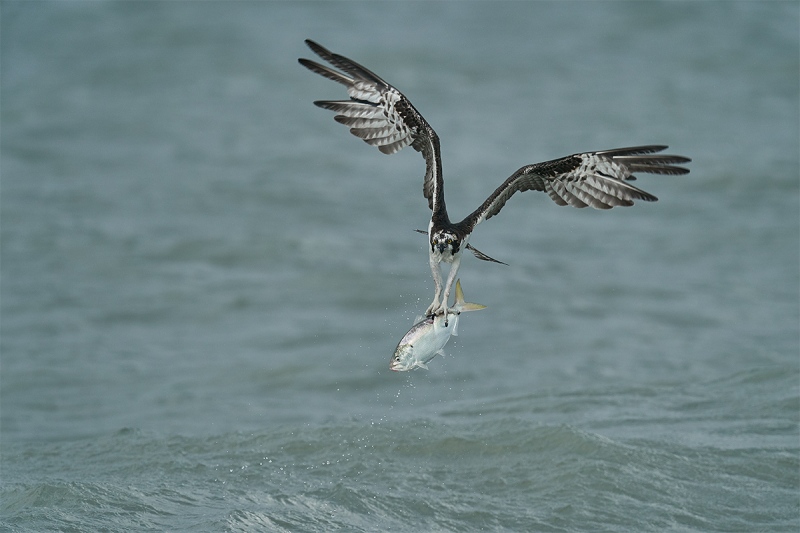 Osprey-with-menhaden-_DSC7838-Sebastian-Inlet-FL-1