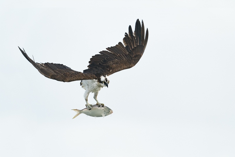 Osprey-with-menhaden-white-sky-_DSC7721-Sebastian-Inlet-FL-1