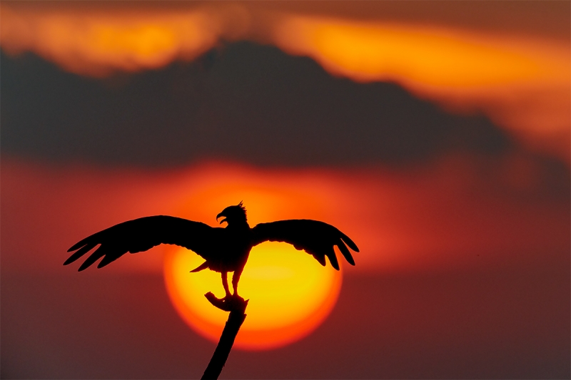 Osprey-with-wings-spread-sun-ball-_BUP8885-Indian-Lake-Estates-FL-1