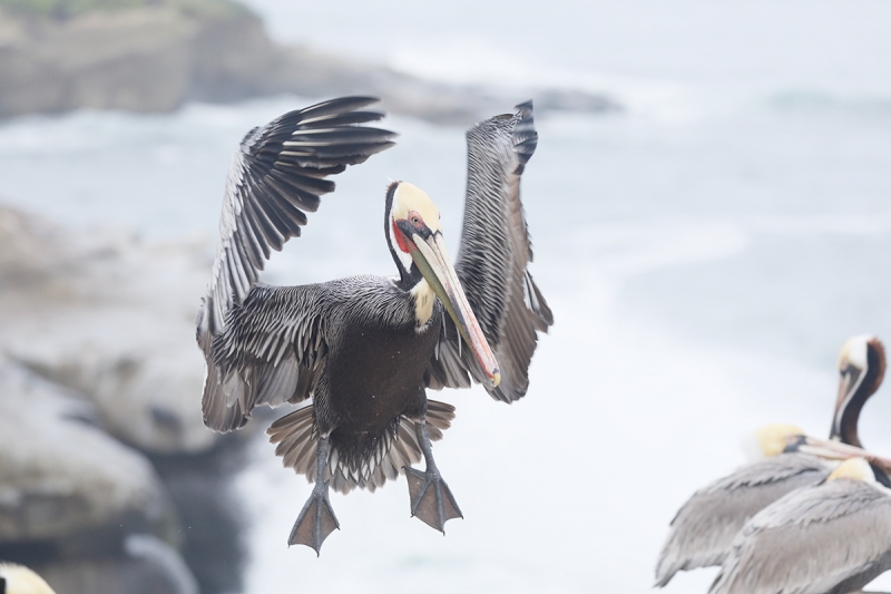 _P3A0282-La-Jolla,-CA