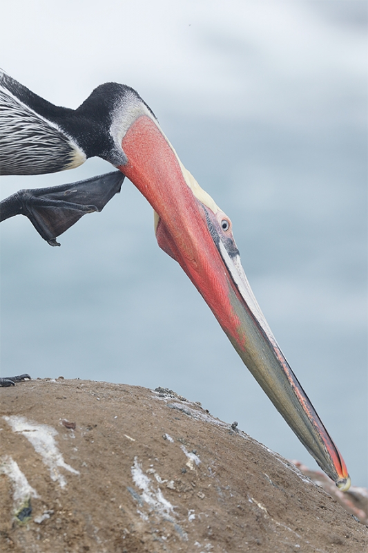 _P3A0546-La-Jolla,-CA