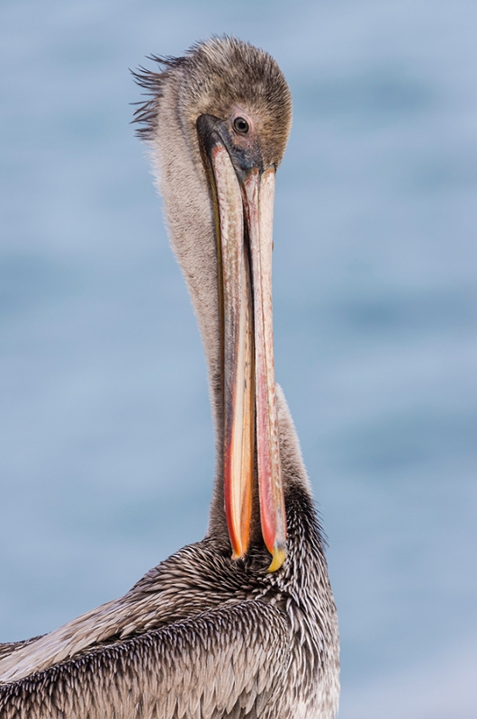 PELICAN-GROOMING-V2_1