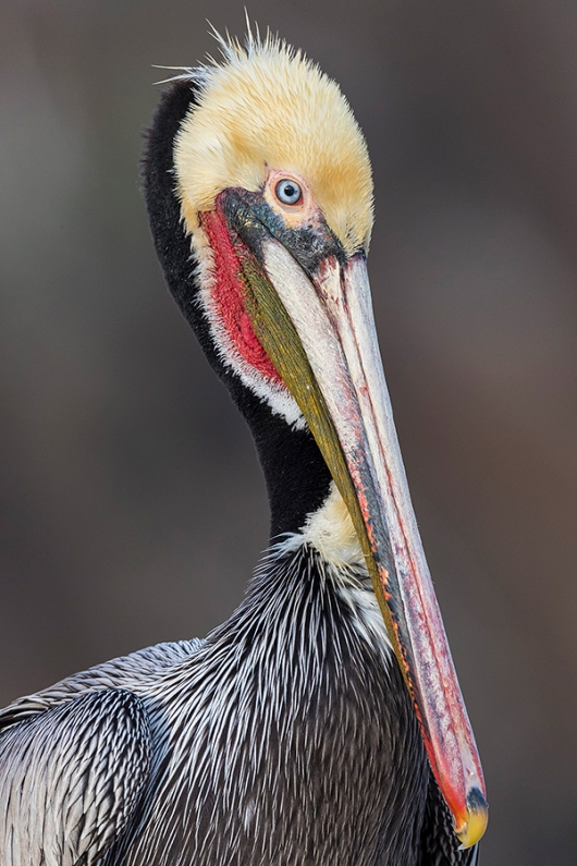 PELICAN-PORTRAIT_1