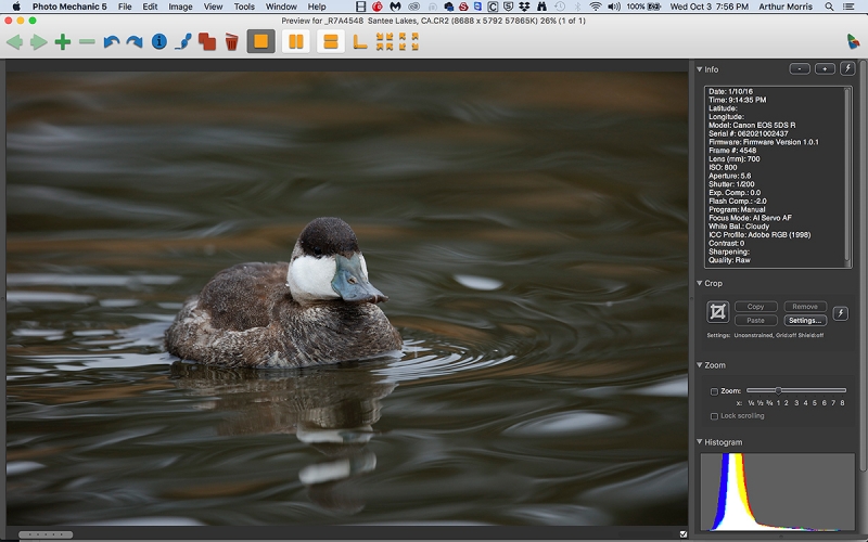 PH-MECH-RUDDY-DUCK