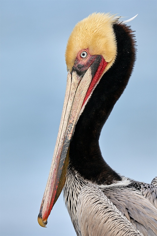 PSP-classic-vert-pelican-head-and-neck-_A9A5076