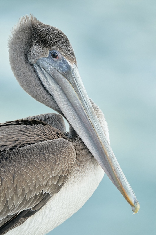 PSP-imm-pelican-Vert-_A9A6064