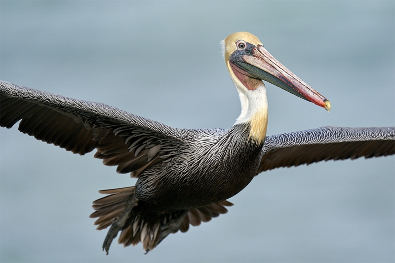 PSP-pelican-flight-off-cetnered-tight-_A9A5156
