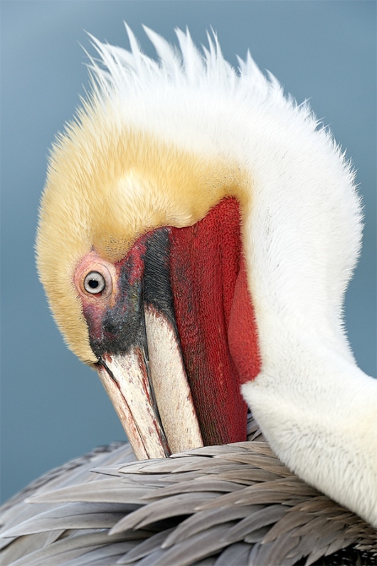 PSP-preening-pelican_A9A3447