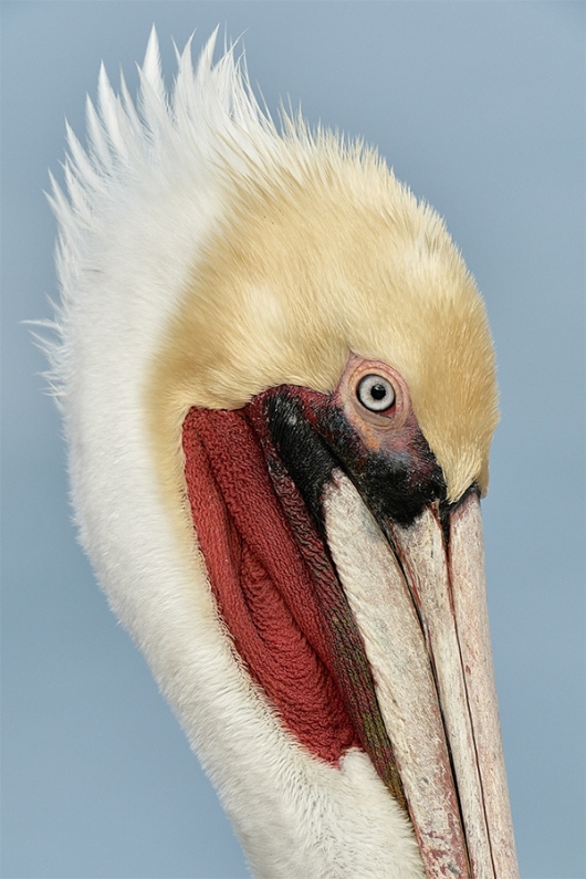PSP-white-neck-pelican-with-1-4-TC_A9A3364
