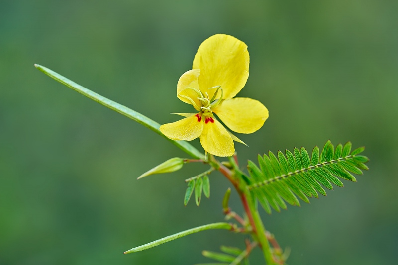 Partridge-Pea-Camaecrista-fasciculata-_7R46773-Indian-Lake-Estates-FL-1