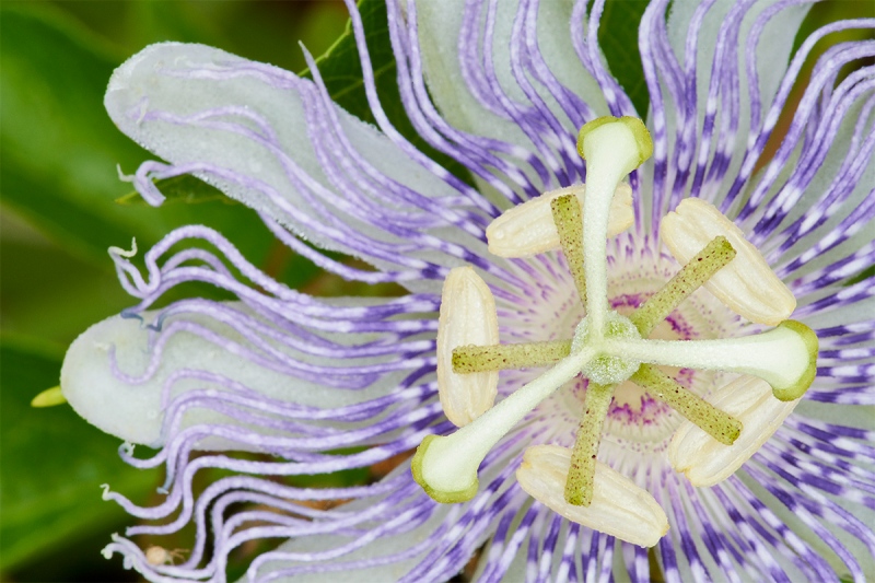 Passsion-Flower-blossom-_7R40722-Indian-Lake-Estates-FL-1