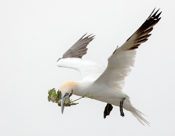 Peter-gannet-fog-20180629__5D47442