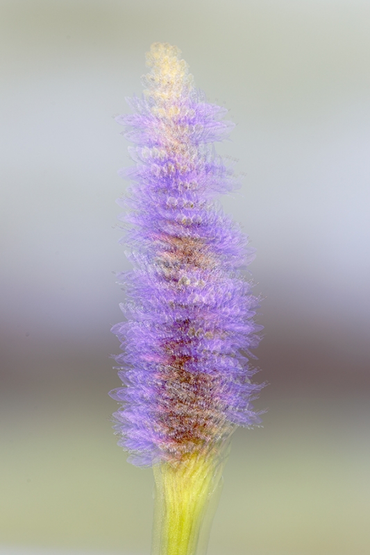 Pickerel-weed-(Pontederia-cordata)-blossom-multi-exposure-_P3A3966-Indian-Lake-Estates,-FL