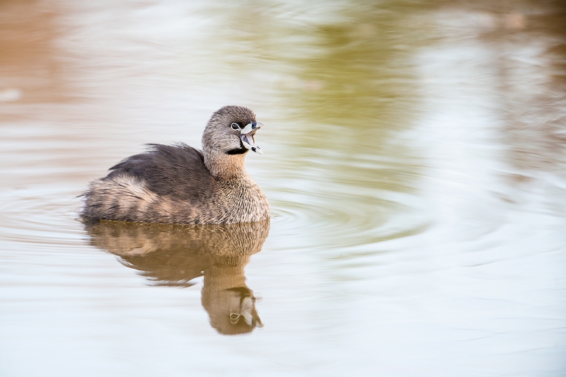 Pied-billed-Grebe-calling-_DSC2704--Riparian-Preserve-at-Gilbert-Water-Ranch,-Phoenix,-AZ