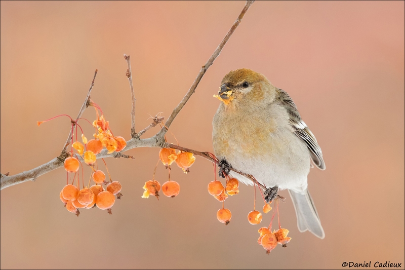 Pine-Grosbeak-Dan