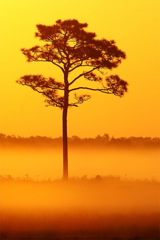 Pine-Tree-at-dawn-on-foggy-da_P3A6641-Indian-Lake-Estates,-FL