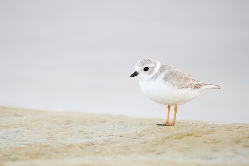 Piping-Plover-juvenile-_Q5A5625-Fort-DeSoto-Park-FL-1