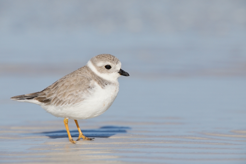 Piping-Plover-worn-juvenile-_W5A9493-Fort-DeSoto-Park,-Pinellas-County,-FL-