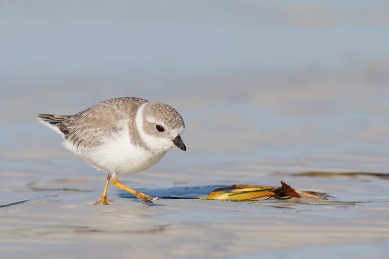 Piping-Plover-worn-juvenile-walking--_W5A9483-Fort-DeSoto-Park,-Pinellas-County,-FL--copy