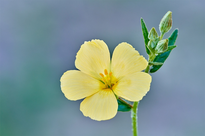 Pitted-Stripeseed-Piriqueta-cistoides-subsp.-caroliniana-_7R44853-Indian-Lake-Estates-FL-1