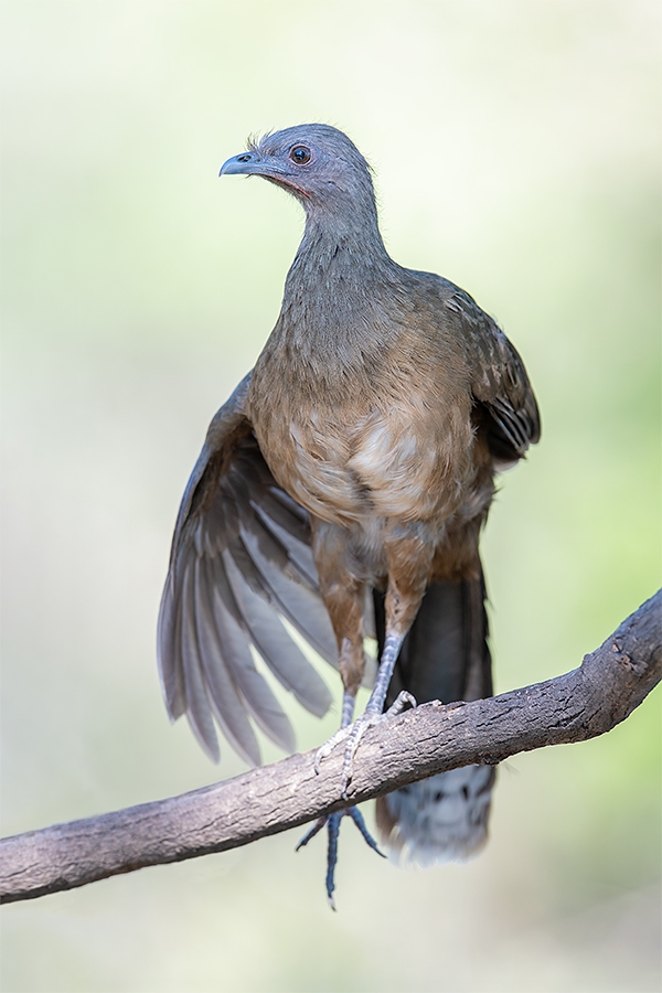 Plain-Chachalaca-wingstretch-_MAI5464-Ramirez-Ranch-Roma-TX