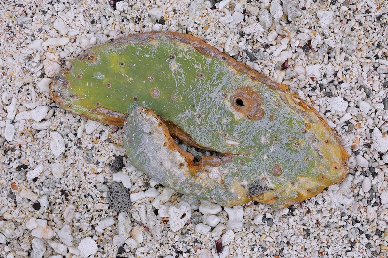 Prickly-Pear-Cactus-pad